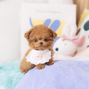 Nova – Poodle Puppy Reservation