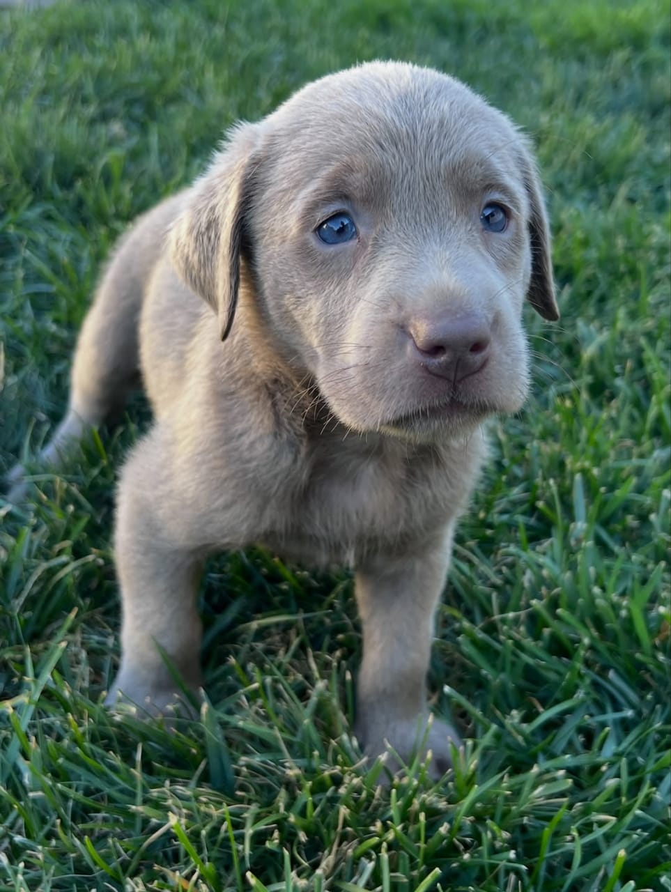 Bailey