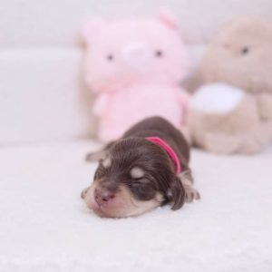 Buddy – Dachshund Puppy Reservation