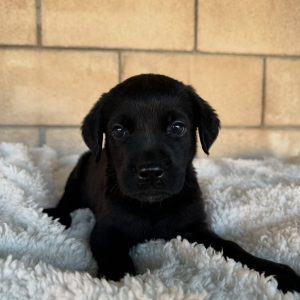 Maple – Labrador Retriever Puppy Rehoming