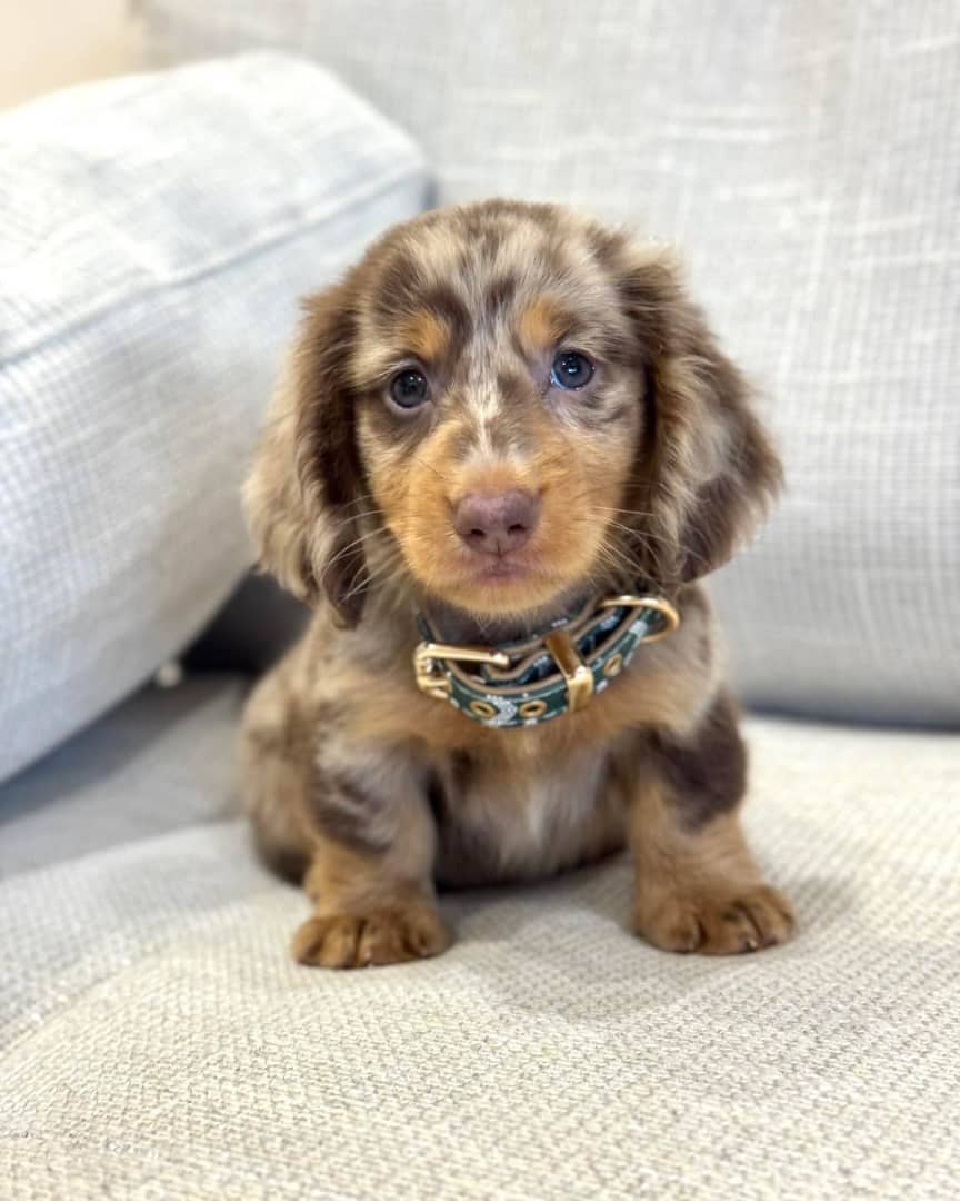 Frankie