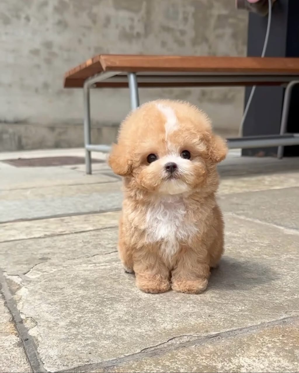 Coco