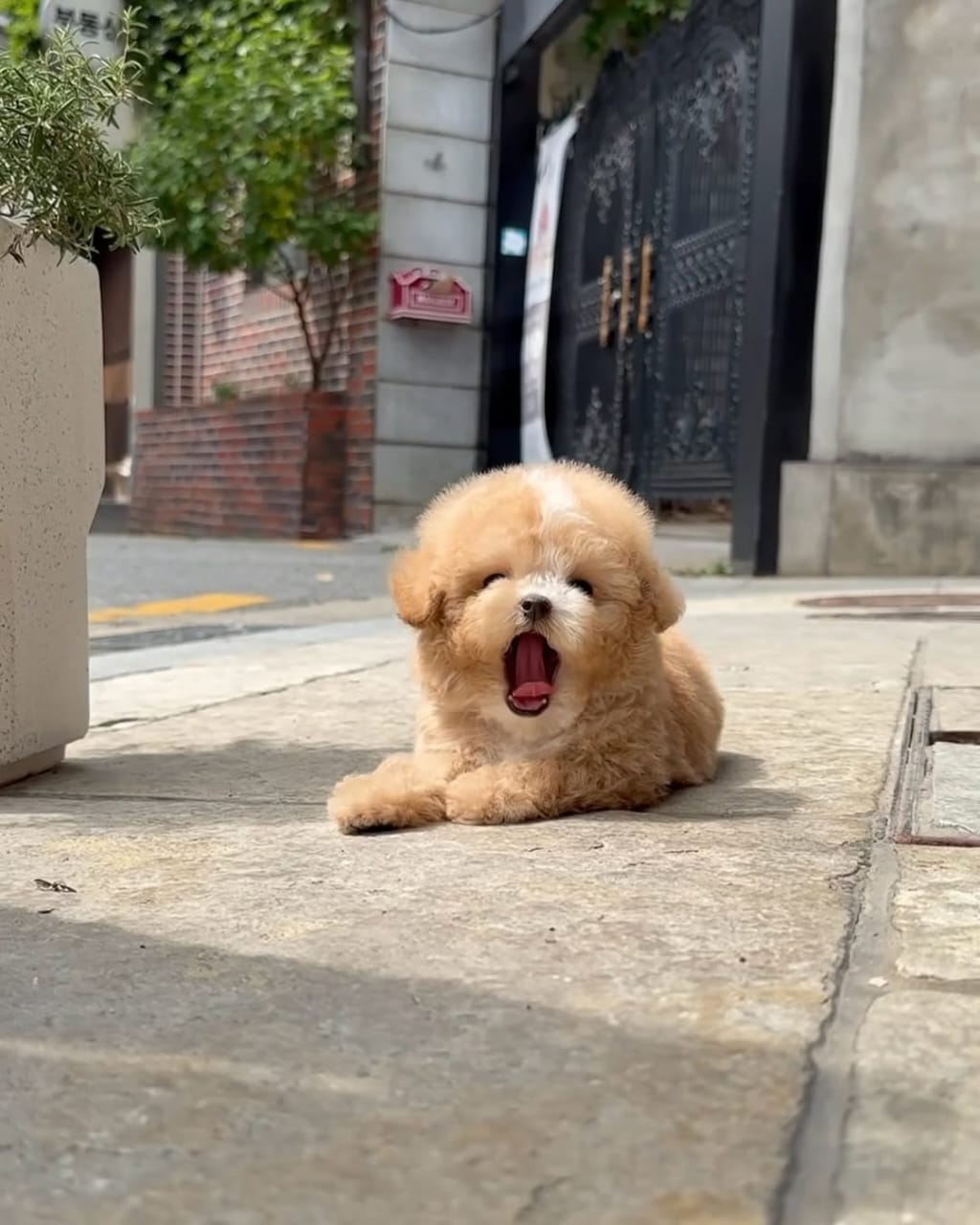 Coco 2