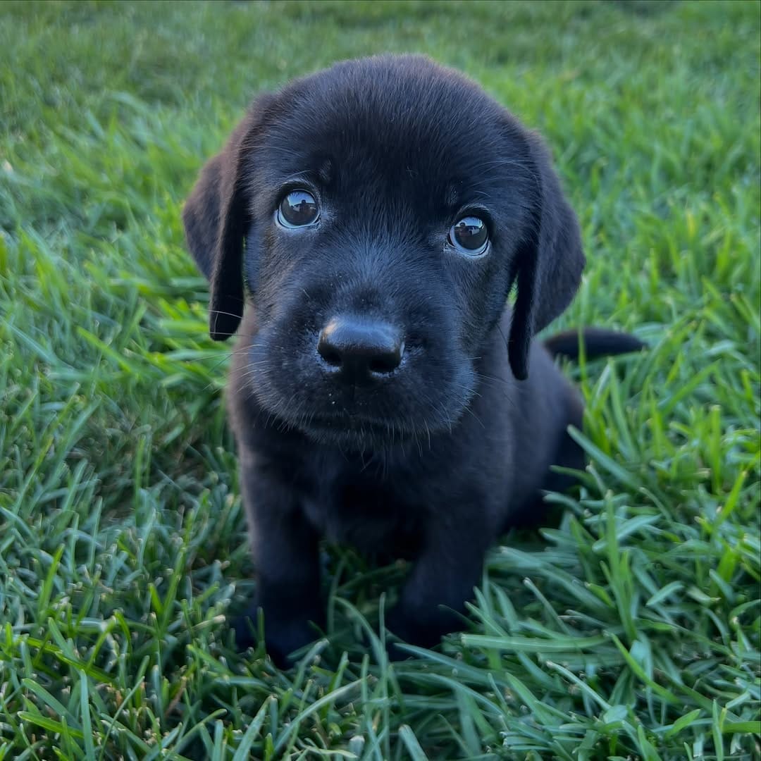 Cooper