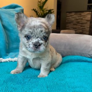 Louie – French Bulldog Puppy Rehoming