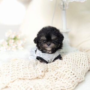 Bruno – Poodle Puppy Reservation