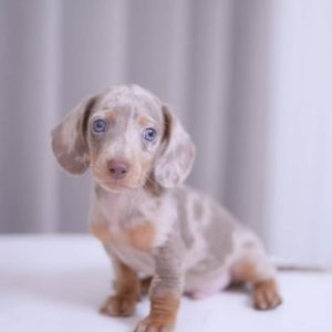 Marigold – Dachshund Puppy Rehoming
