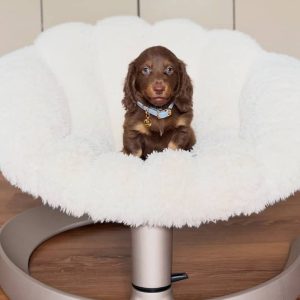 Biscuit – Dachshund Puppy Rehoming