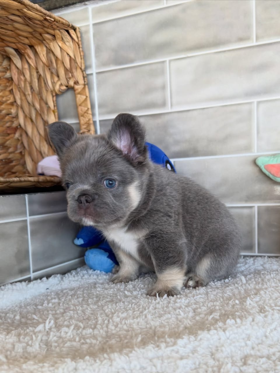 Nala