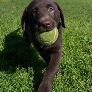 Piper – Labrador Retriever Puppy Rehoming