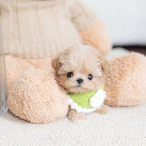 Onella – Poodle Puppy Reservation