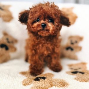 Jeff – Poodle Puppy Rehoming