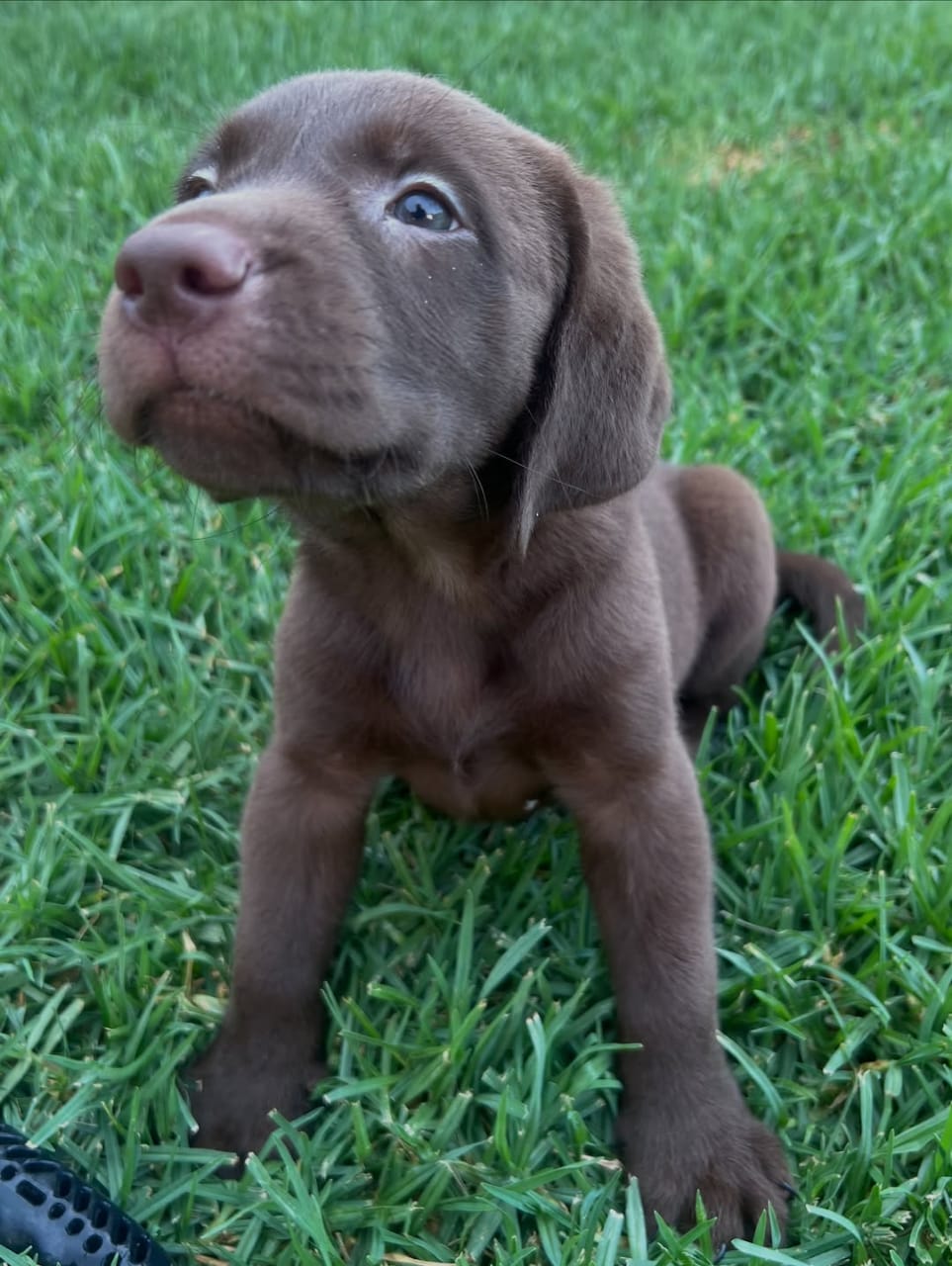 Duke