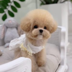 Ella – Poodle Puppy Rehoming