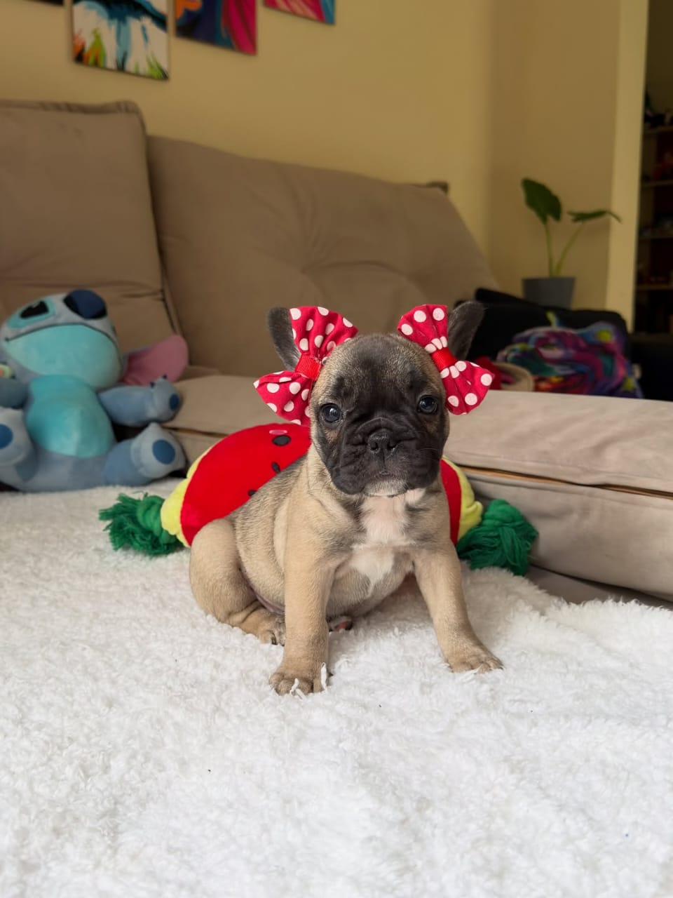 Stella