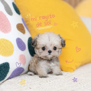 Myles – Poodle Puppy Reservation