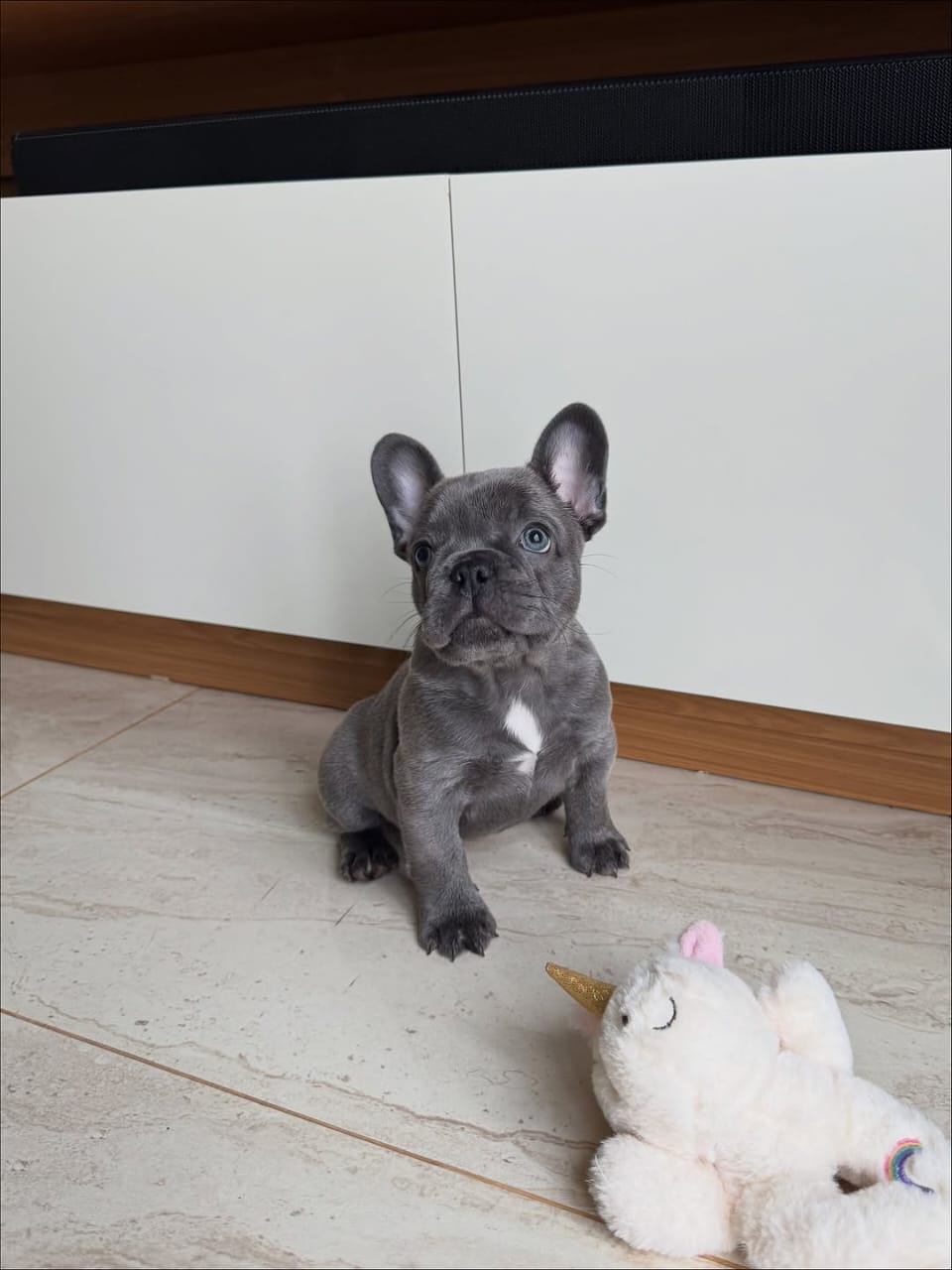 Bella