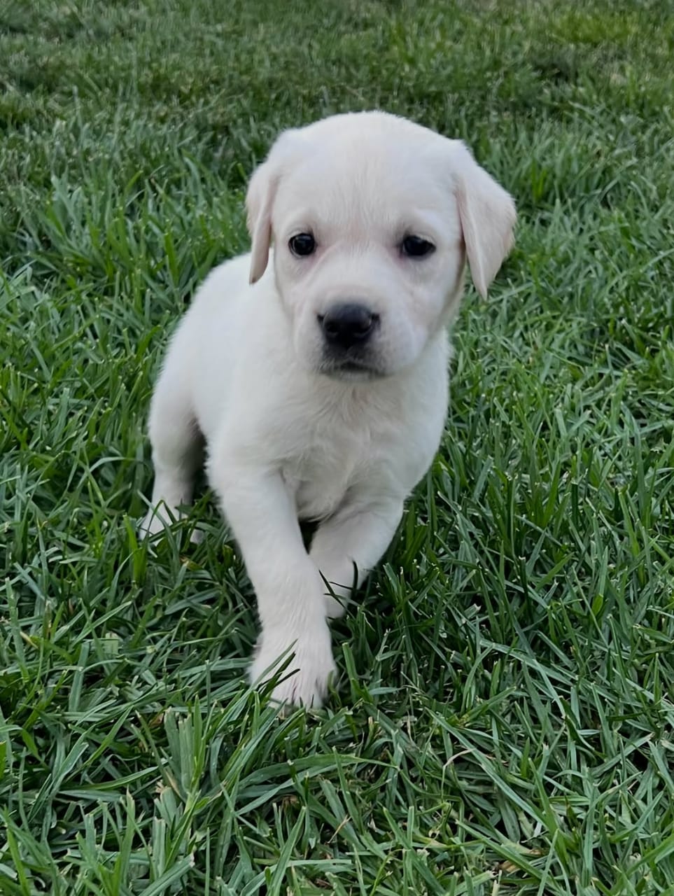 Luna